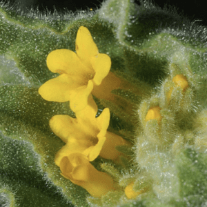 Close-up of small yellow flowers with fuzzy green leaves.